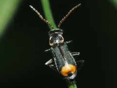 Axinotarsus marginalis