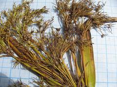 Scirpus orientalis