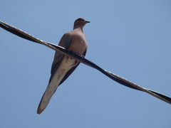 Streptopelia senegalensis
