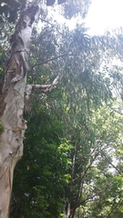 Melaleuca cajuputi cumingiana