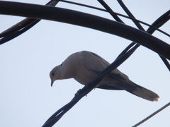 Streptopelia decaocto