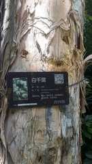 Melaleuca cajuputi cumingiana