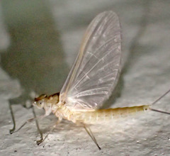 Callibaetis pretiosus