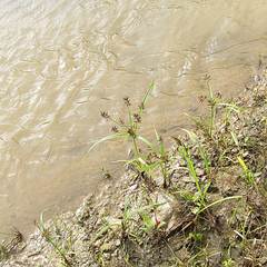Cyperus orthostachyus