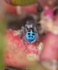 Maratus nigromaculatus