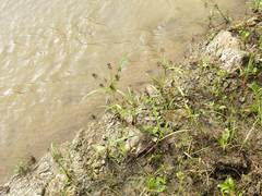 Cyperus orthostachyus