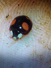 Harmonia axyridis