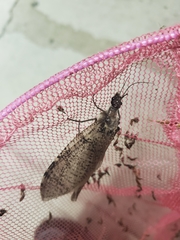 Dysmicohermes disjunctus