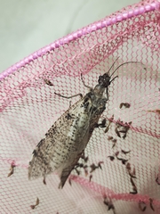 Dysmicohermes disjunctus