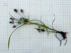 Cyperus orthostachyus
