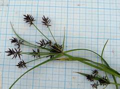 Cyperus orthostachyus