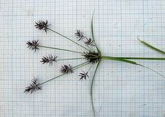 Cyperus orthostachyus