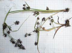 Cyperus orthostachyus