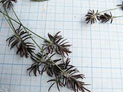 Cyperus orthostachyus