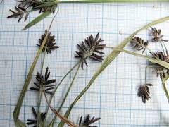 Cyperus orthostachyus