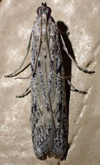 Phycitodes mucidella