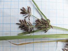 Cyperus orthostachyus