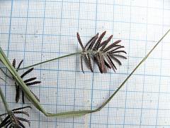 Cyperus orthostachyus