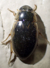 Tropisternus lateralis
