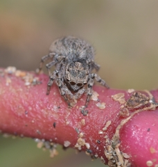 Maratus nigromaculatus