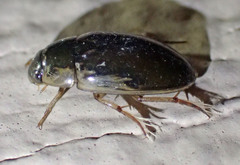 Tropisternus lateralis