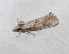 Acrolophus variabilis