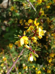Pultenaea mollis