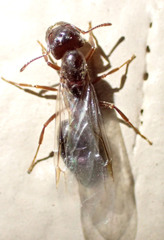 Crematogaster mutans