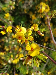 Pultenaea mollis