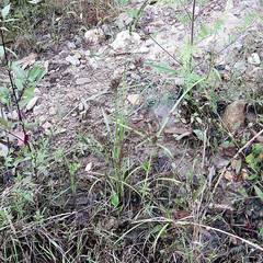 Cyperus orthostachyus