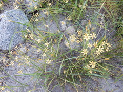 Triteleia ixioides anilina