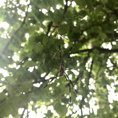 Trichonephila clavata