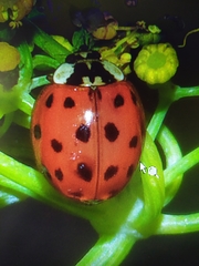 Harmonia axyridis