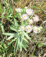 Erigeron acris podolicus