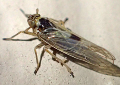Nothodelphax consimilis