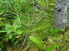Carex billingsii