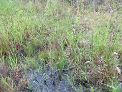 Epilobium fastigiato-ramosum