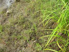 Epilobium fastigiato-ramosum