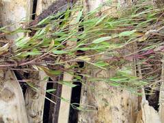 Epilobium fastigiato-ramosum