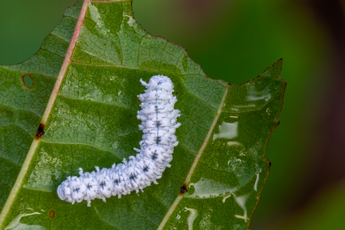 Alder Sawfly, photo 2 of 10