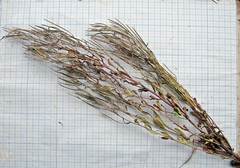 Epilobium fastigiato-ramosum