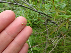 Carex billingsii