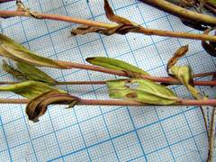 Epilobium fastigiato-ramosum