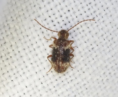 Ptinus