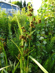 Scirpus atrovirens