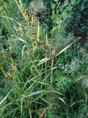 Scirpus atrovirens
