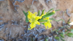 Ferraria macrochlamys serpentina