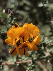 Pultenaea gunnii