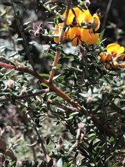 Pultenaea gunnii