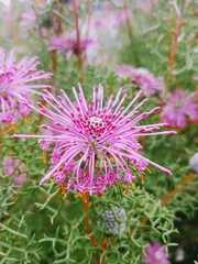 Isopogoninae